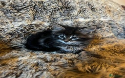 Maine Coon cats for sale: Maine coon kittens - Image 13