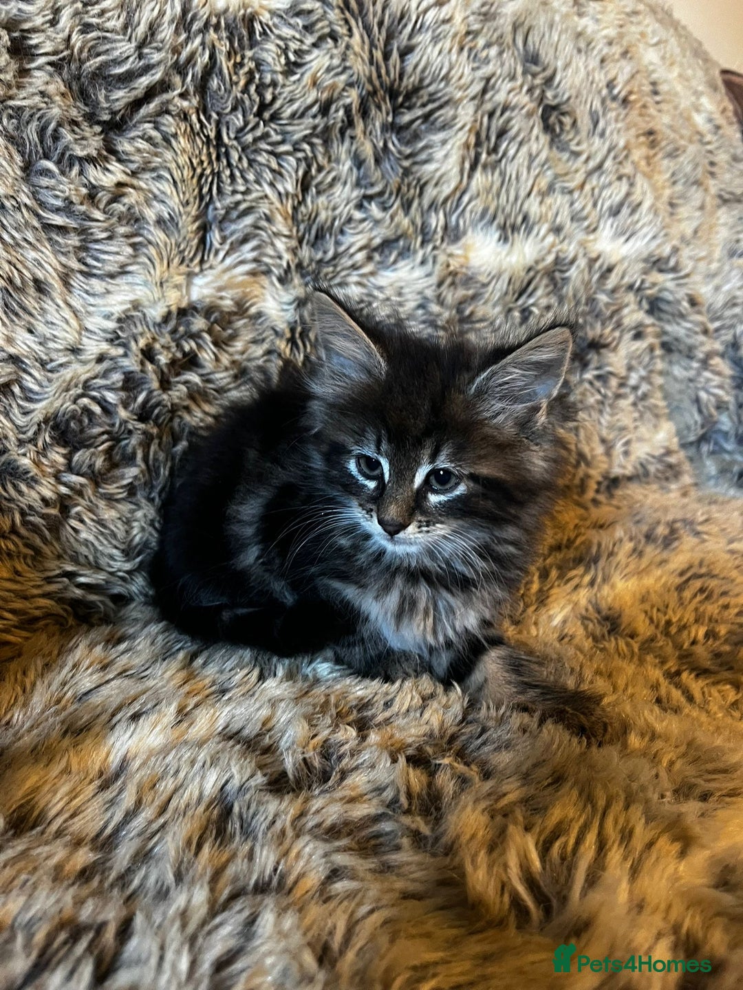 Maine Coon cats for sale: Maine coon kittens - Image 13