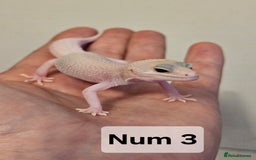 Leopard Gecko reptiles for sale: Blacknight macksnows and supersnows in tremper - Image 31