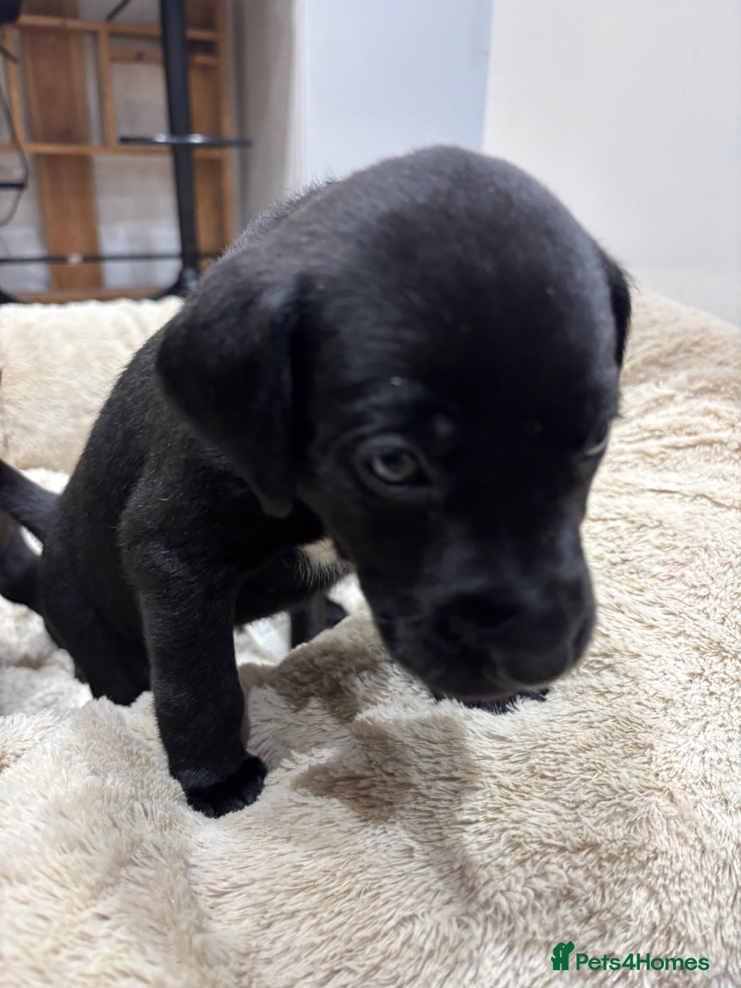 Mixed Breed dogs for sale: Dalmador puppies 3 girls left  - Advert 3