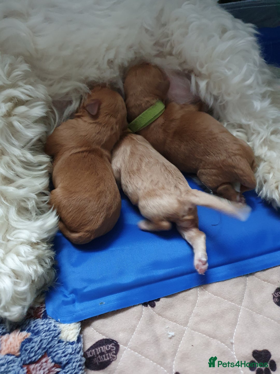 Mixed Breed dogs for sale: Beautiful red and fawn colour Cavapoochons pups - Advert 32