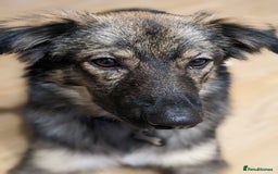 Mixed Breed dogs for adoption: Meet Little BEAR, a Lovely but naughty Boy... - Image 38