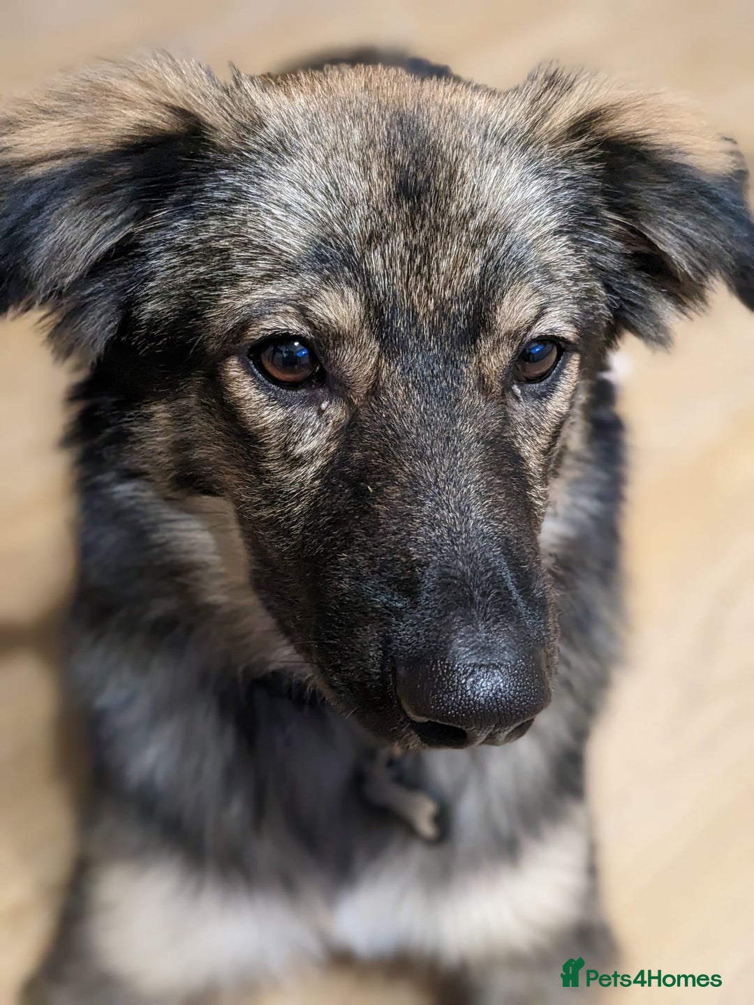 Mixed Breed dogs for adoption: Meet Little BEAR, a Lovely but naughty Boy... - Image 38