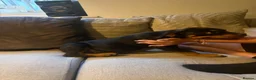 Mixed Breed dogs for sale: 6 Rottweiler catahoula bully puppies  - Advert 8