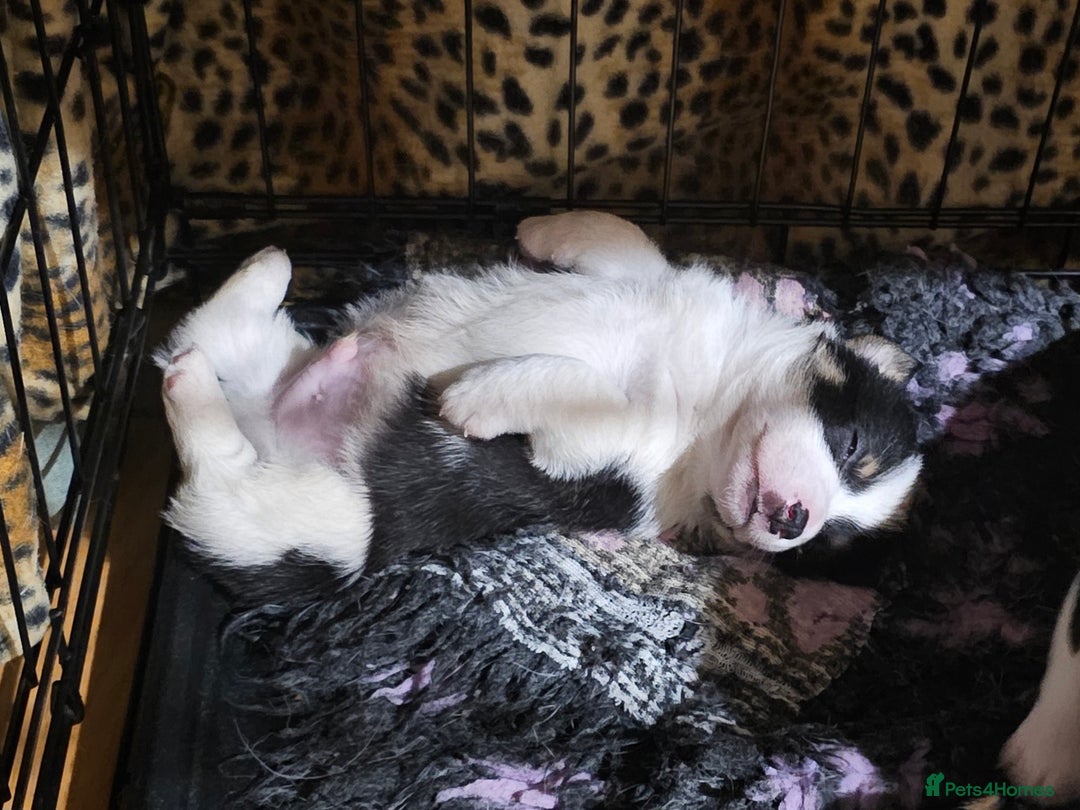 Mixed Breed dogs for sale: Corgi x Jack Russell terrier pups - Advert 7