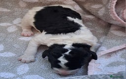 Labradoodle dogs for sale: Curly Coated Hypo-Allergenic Labradoodle Puppies   - Image 25
