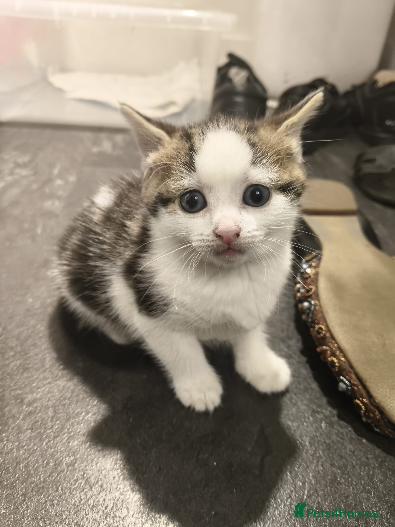 Mixed Breed Kitten 3