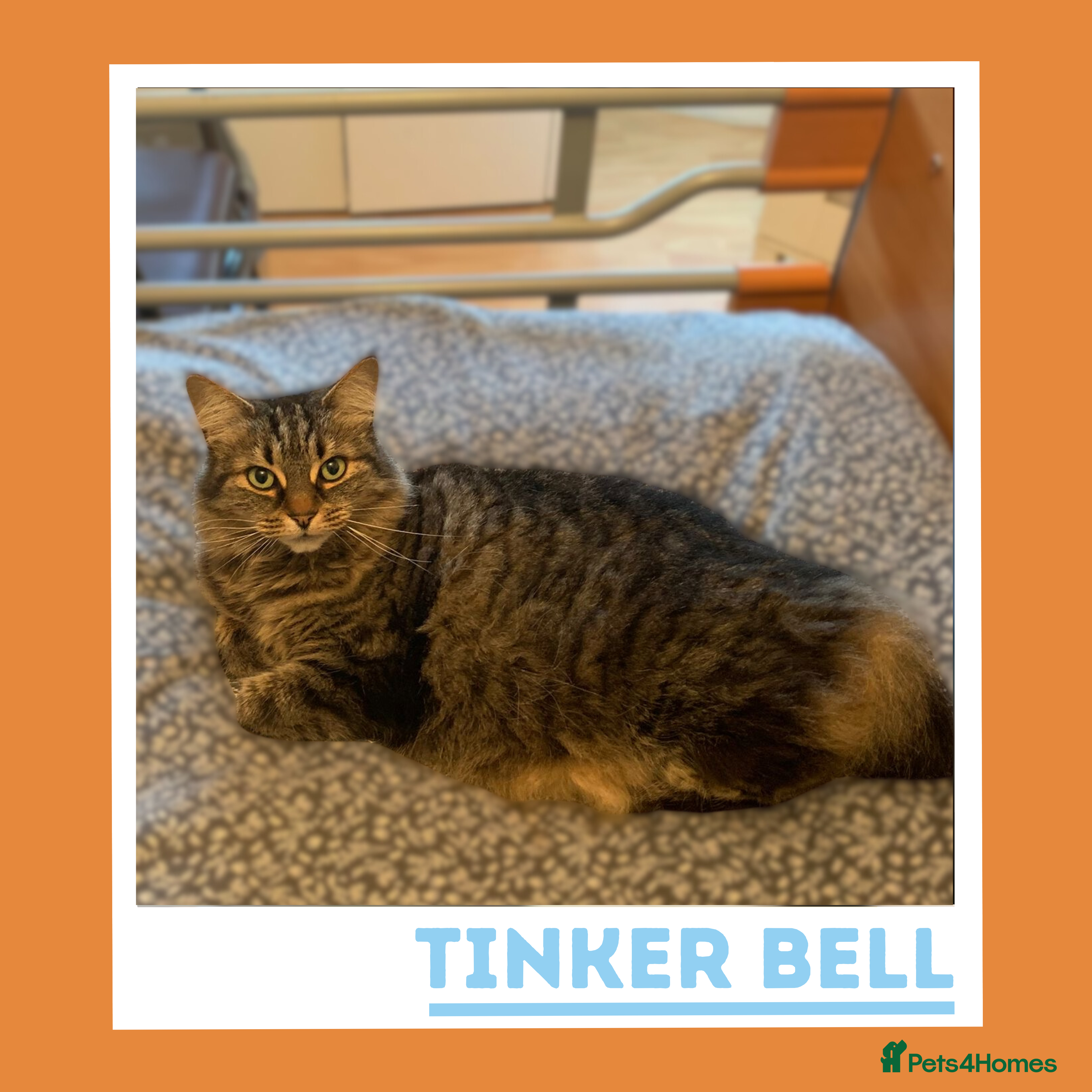 Mixed Breed cats Curious, Confident Lady Kitty - Advert 2