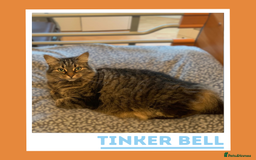 Mixed Breed cats for adoption: Curious, Confident Lady Kitty - Advert 1