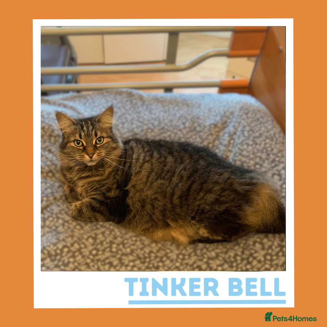 Mixed Breed cats for adoption: Curious, Confident Lady Kitty - Advert 1