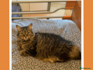 Mixed Breed cats Curious, Confident Lady Kitty - Advert 2