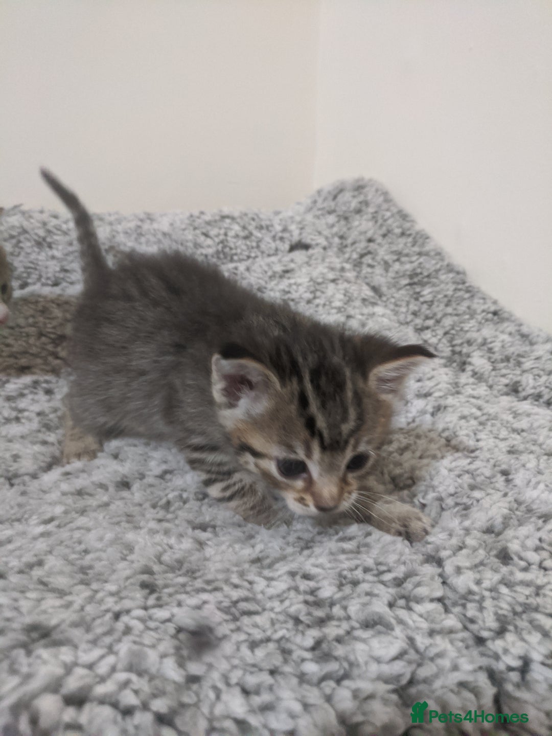 Ragdoll cats for sale: Ragdoll cross kittens for sale  - Advert 8