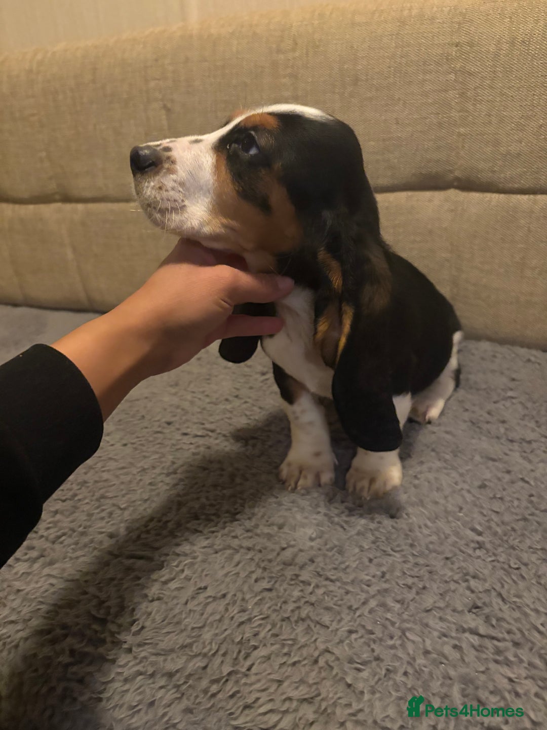 Basset Hound dogs for sale: Basset hound puppies  - Advert 5