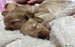 Cockapoo dogs for sale: F1B Cockapoo Puppies - Image 4