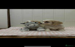 Cavachon dogs for sale: Cavachon Puppies  - Advert 14