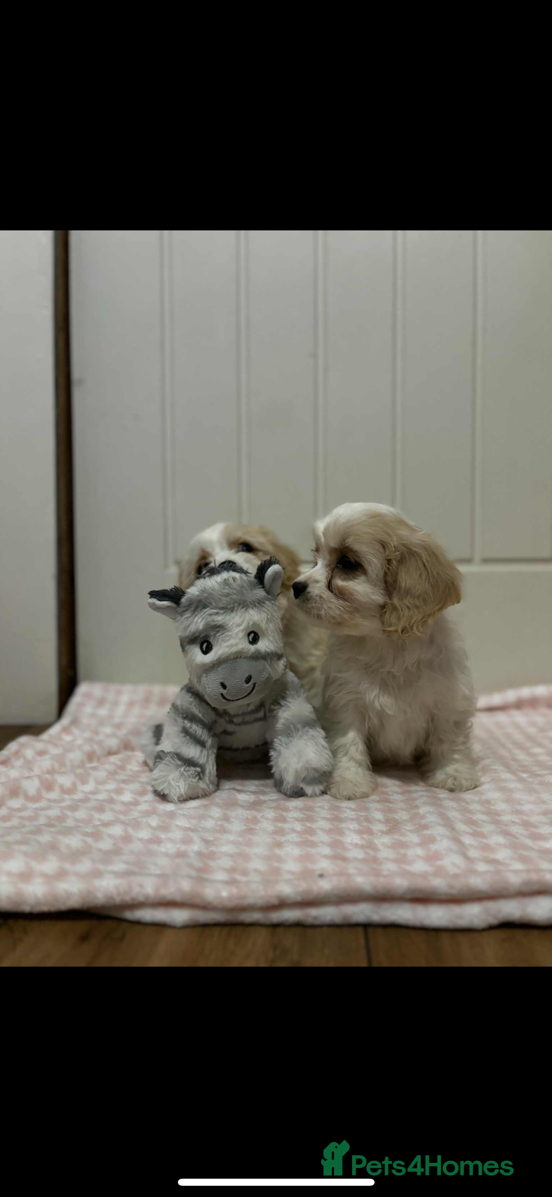 Cavachon dogs for sale: Cavachon Puppies  - Advert 14