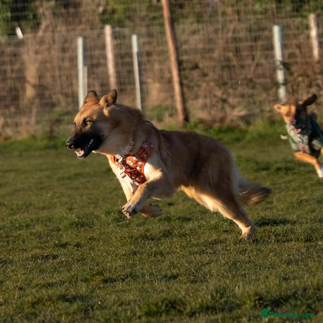Mixed Breed dogs for adoption: Meet Yara – Our Pretty Girl with a Heart of Gold in Northampton - Advert 11