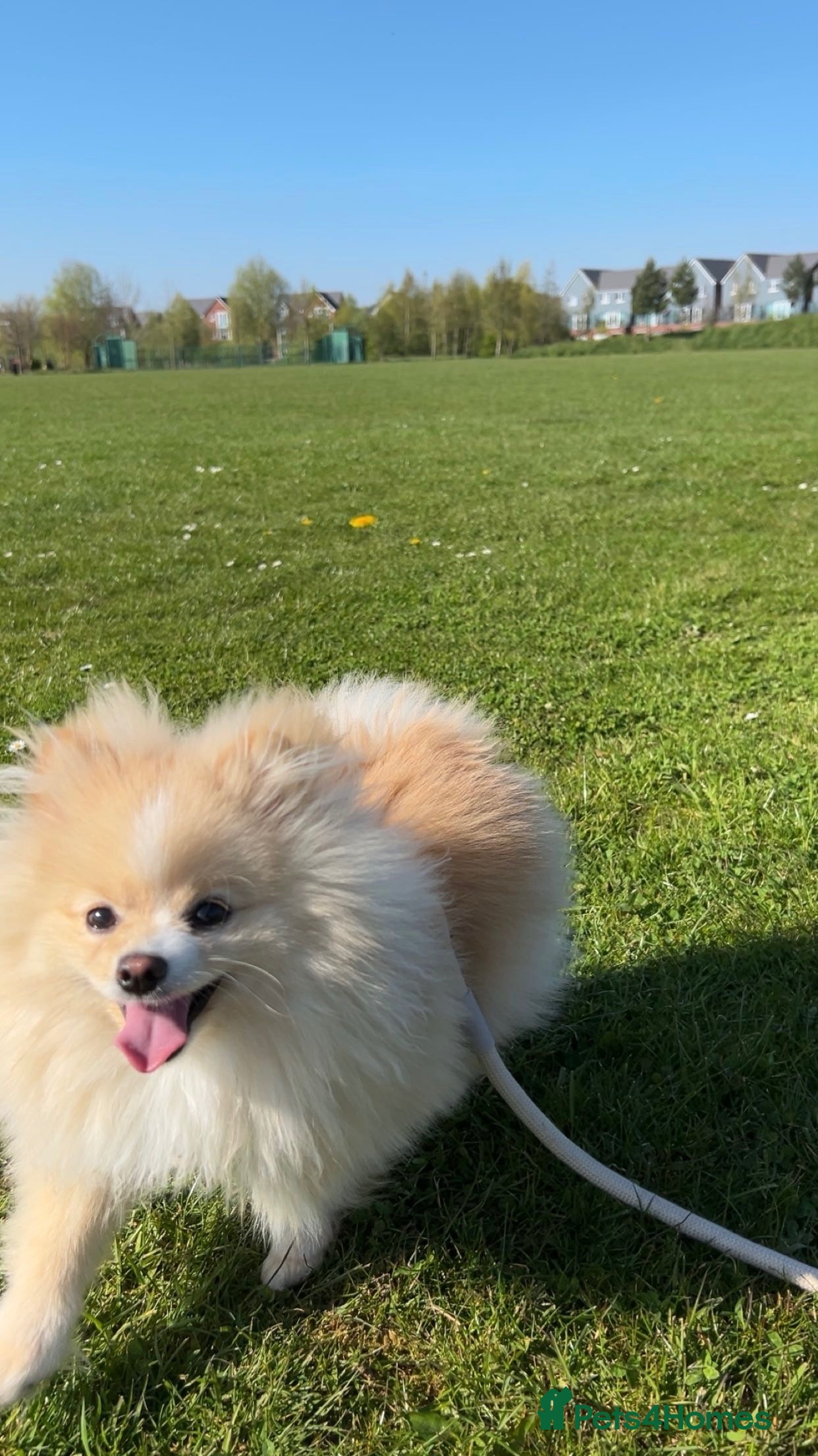 Pomeranian dogs Pomeranian ready to be stud. - Advert 10