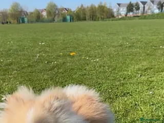 Pomeranian dogs Pomeranian ready to be stud. - Advert 10