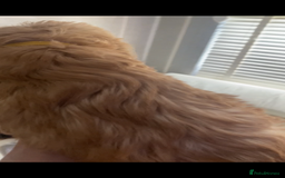 Labradoodle dogs for sale: Medium size Australian Labradoodles  show cocker  - Image 6