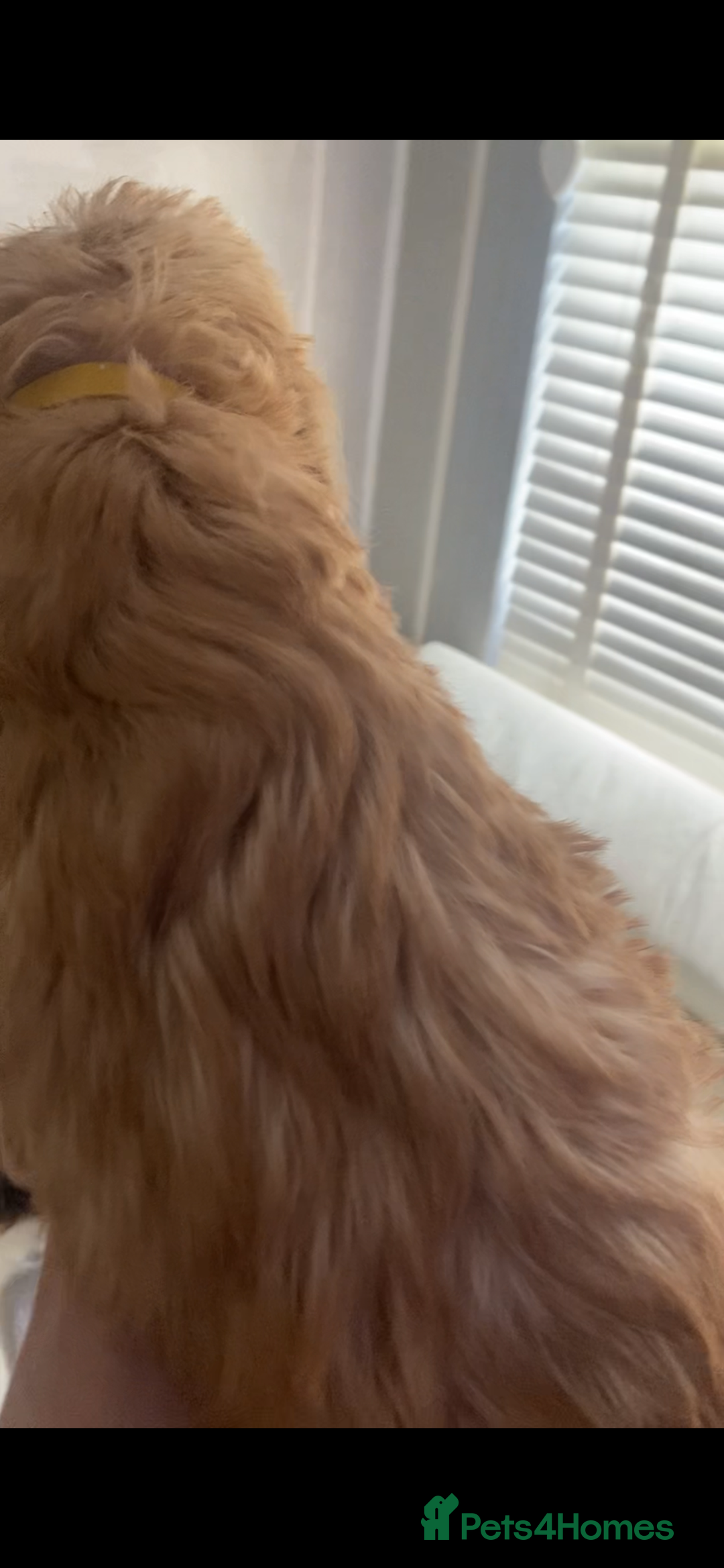 Labradoodle dogs for sale: Medium size Australian Labradoodles  show cocker  - Image 6