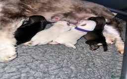 Miniature Schnauzer dogs for sale: 🐾 STUNNING KC REG MINIATURE SCHNAUZERS 🐾 - Image 5
