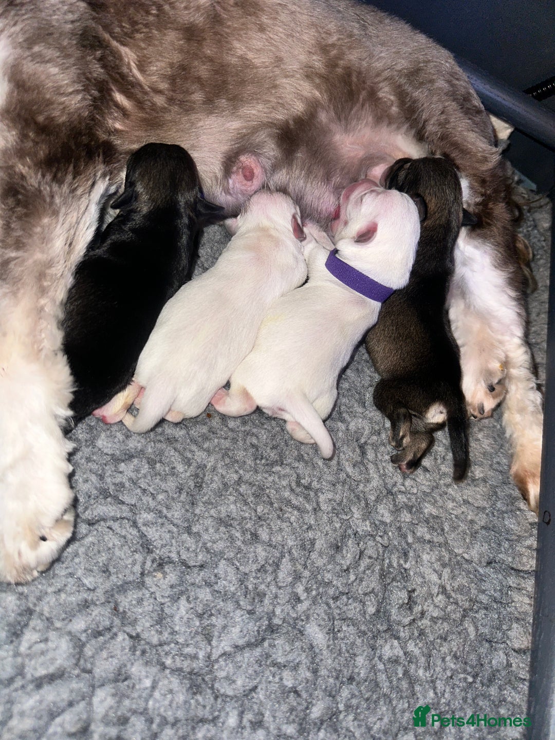 Miniature Schnauzer dogs for sale: 🐾 STUNNING KC REG MINIATURE SCHNAUZERS 🐾 - Image 5