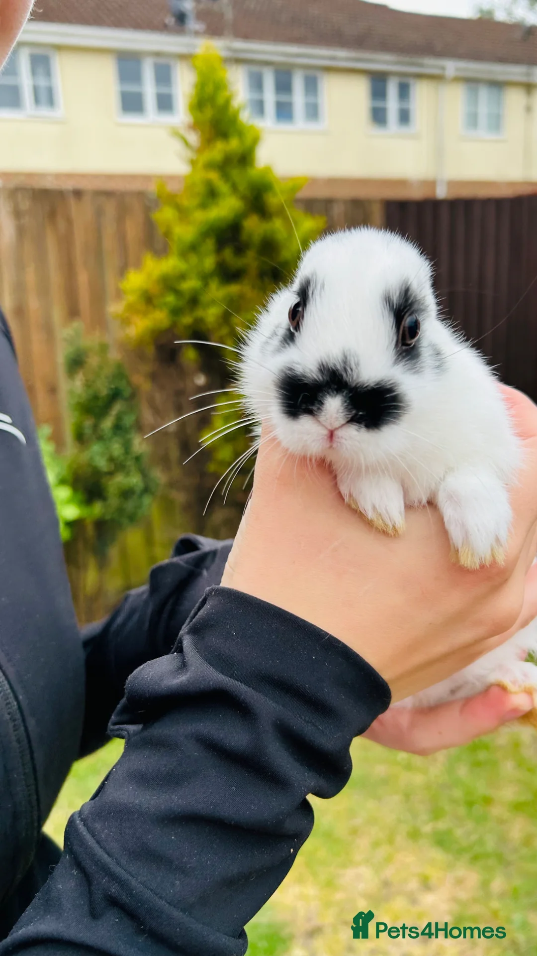 Netherland Dwarf rabbits for sale: Netherlands dwarf bunnies  - Advert 9