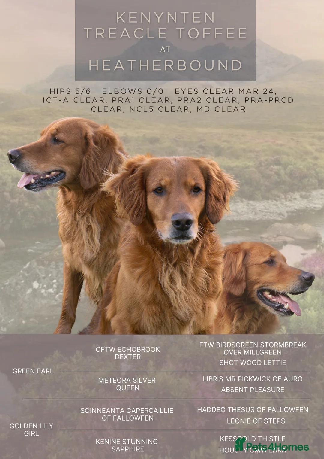 Golden Retriever dogs for stud: DARK WORKING GOLDEN RETRIEVER STUD, health tested - Advert 2