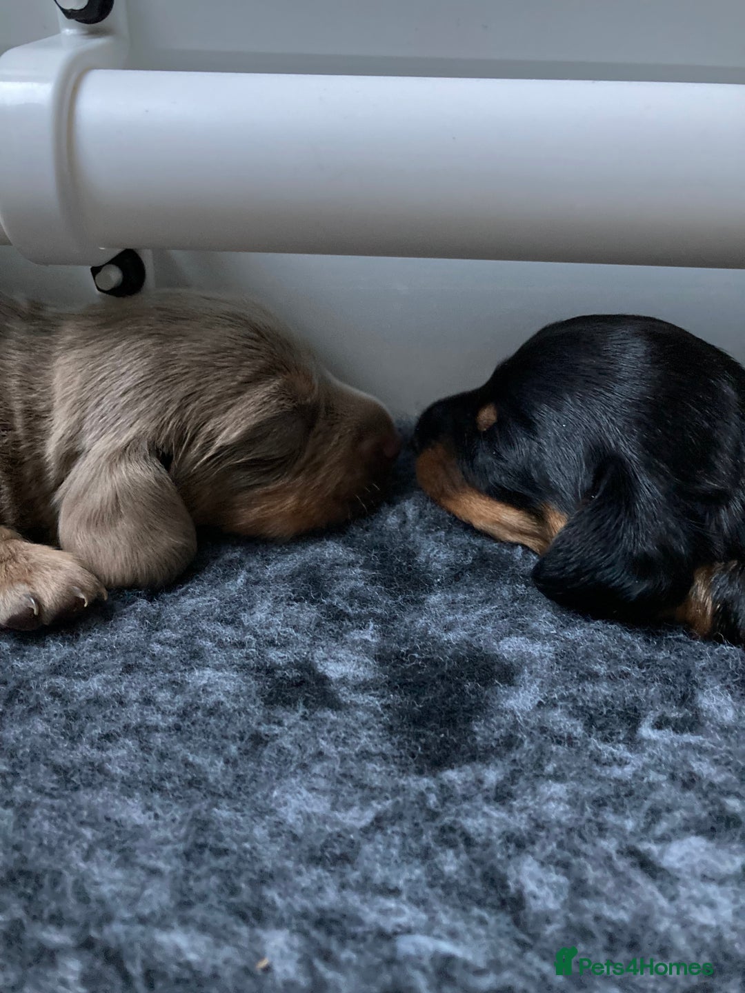 Dachshund dogs for sale: 2 miniature Dashhounds available  - Advert 4