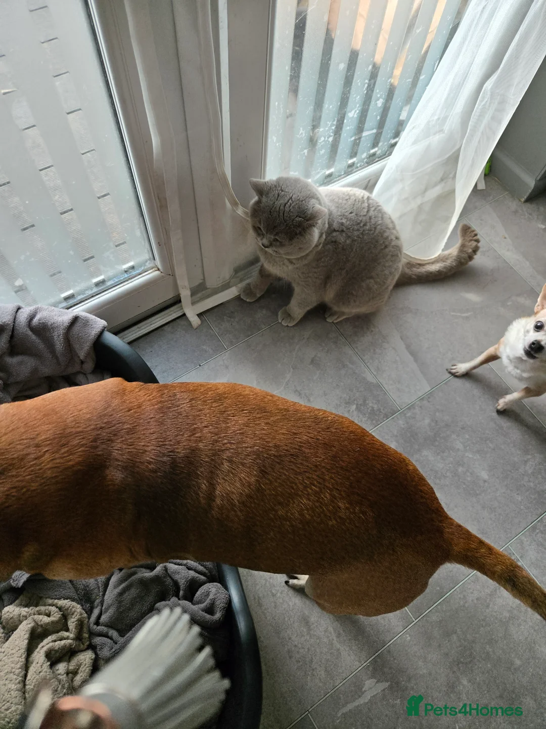 British Shorthair cats for sale: Britishshort hair - Advert 10