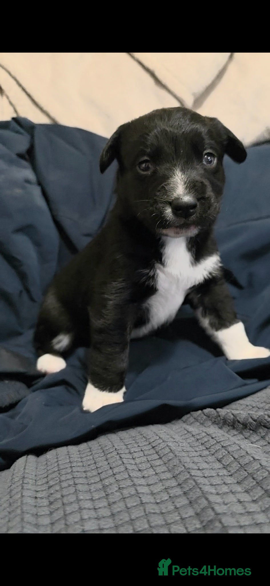 Mixed Breed dogs Husky cross cocker spaniel pups - Advert 12