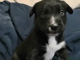 Mixed Breed dogs Husky cross cocker spaniel pups - Advert 12