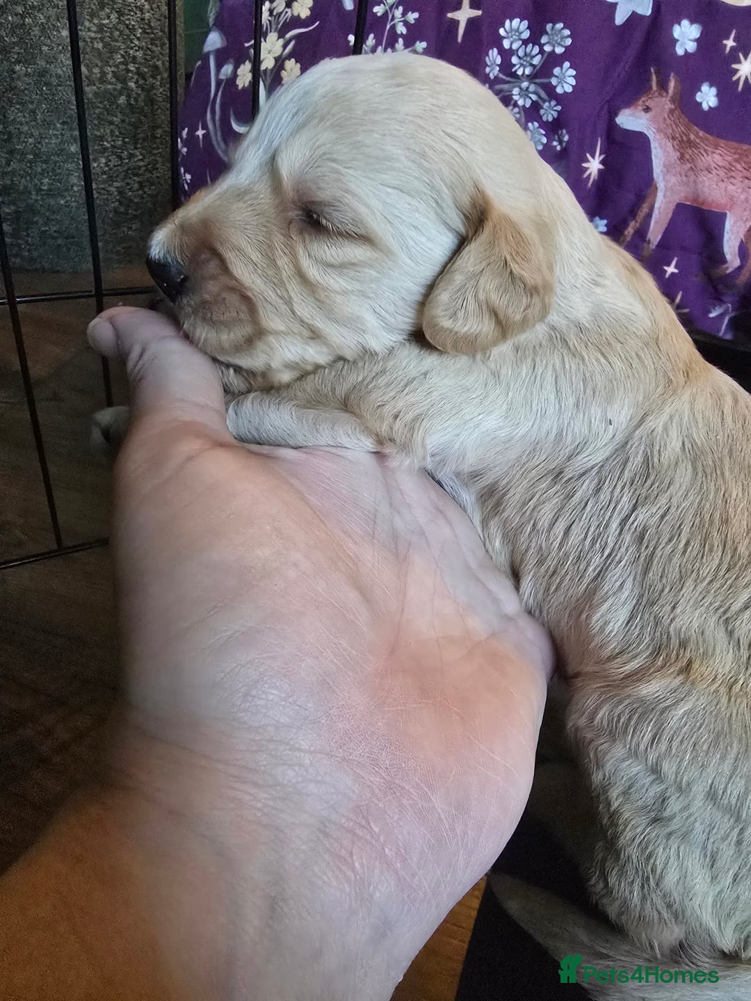 Labradoodle dogs for sale: Ready to go! gorgeous Teddy-Labradoodles - Advert 18