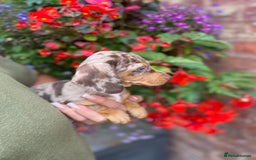 Miniature Dachshund dogs for sale: KC, PRAclear, licensed, health certificates  - Image 8