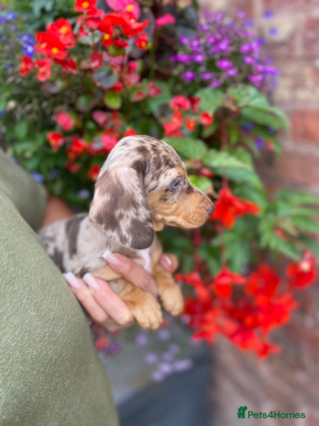 Miniature Dachshund dogs for sale: KC, PRAclear, licensed, health certificates  - Image 8
