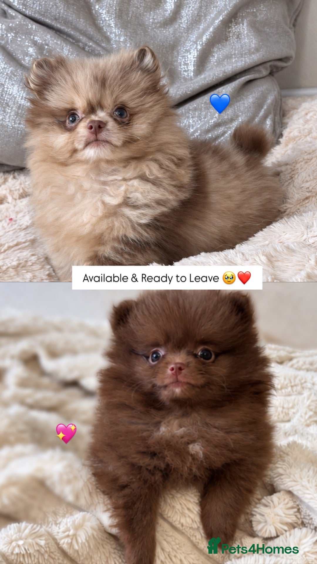 Pomeranian dogs Last 2 Chocolate Merle Babies - Advert 1