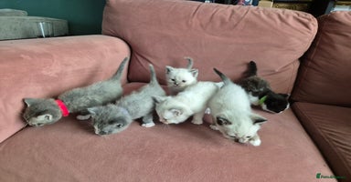 Ragdoll cats - Advert 3