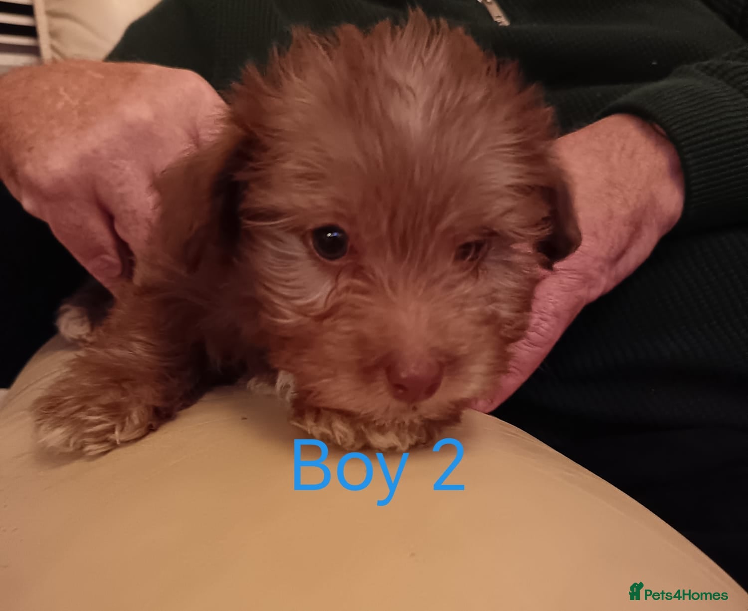 Norfolk Terrier dogs Norfolk Terrier Puppies - Advert 1