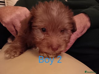 Norfolk Terrier dogs Norfolk Terrier Puppies - Advert 1