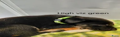 German Shepherd Pup highviz green collar
