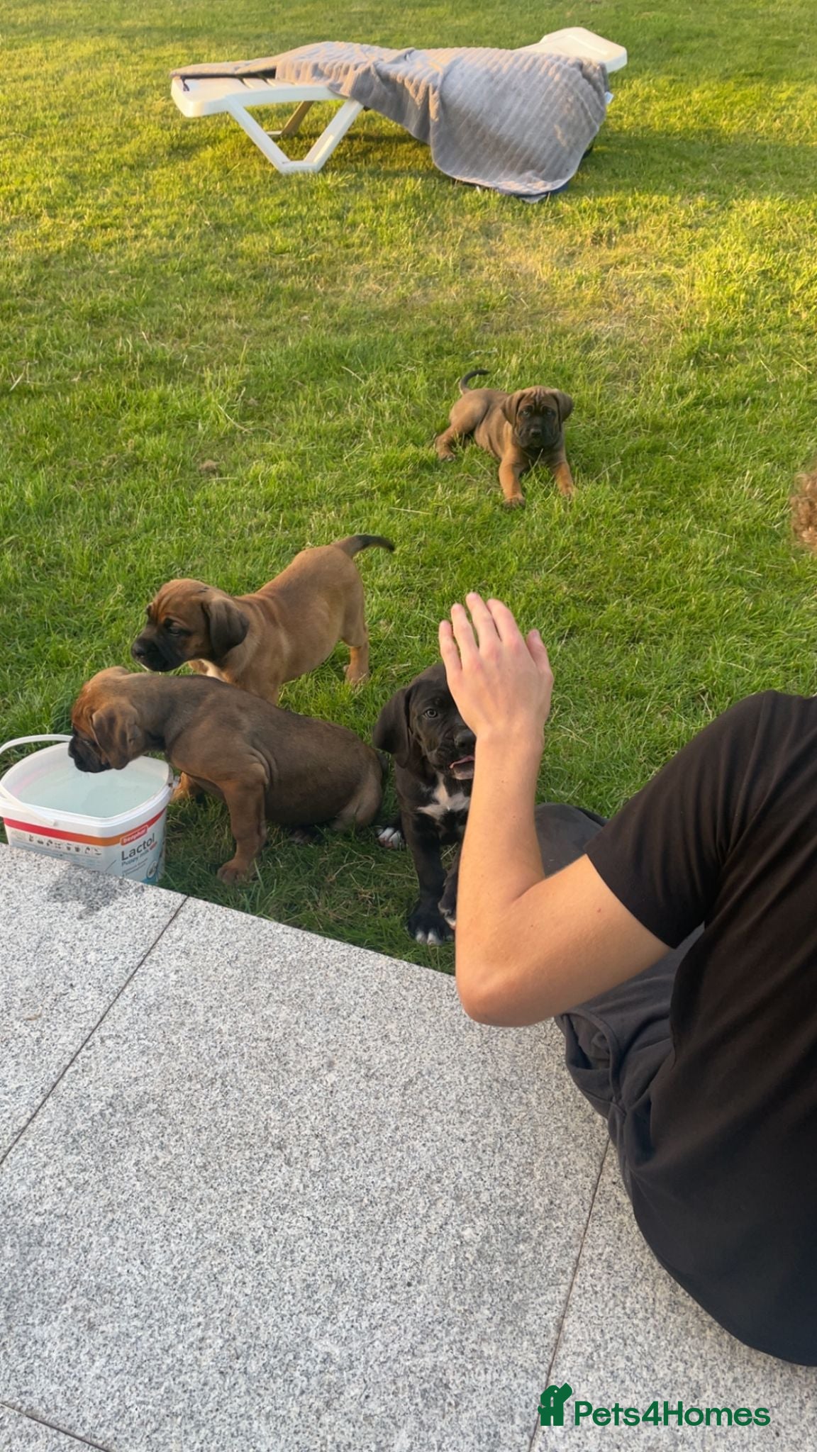 Cane Corso dogs Beautiful Cane Corso Puppies – 2 Girls Left - Advert 1