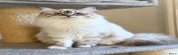Ragdoll cats for sale: Beautiful TICA Registered Ragdoll Kittens - Advert 12