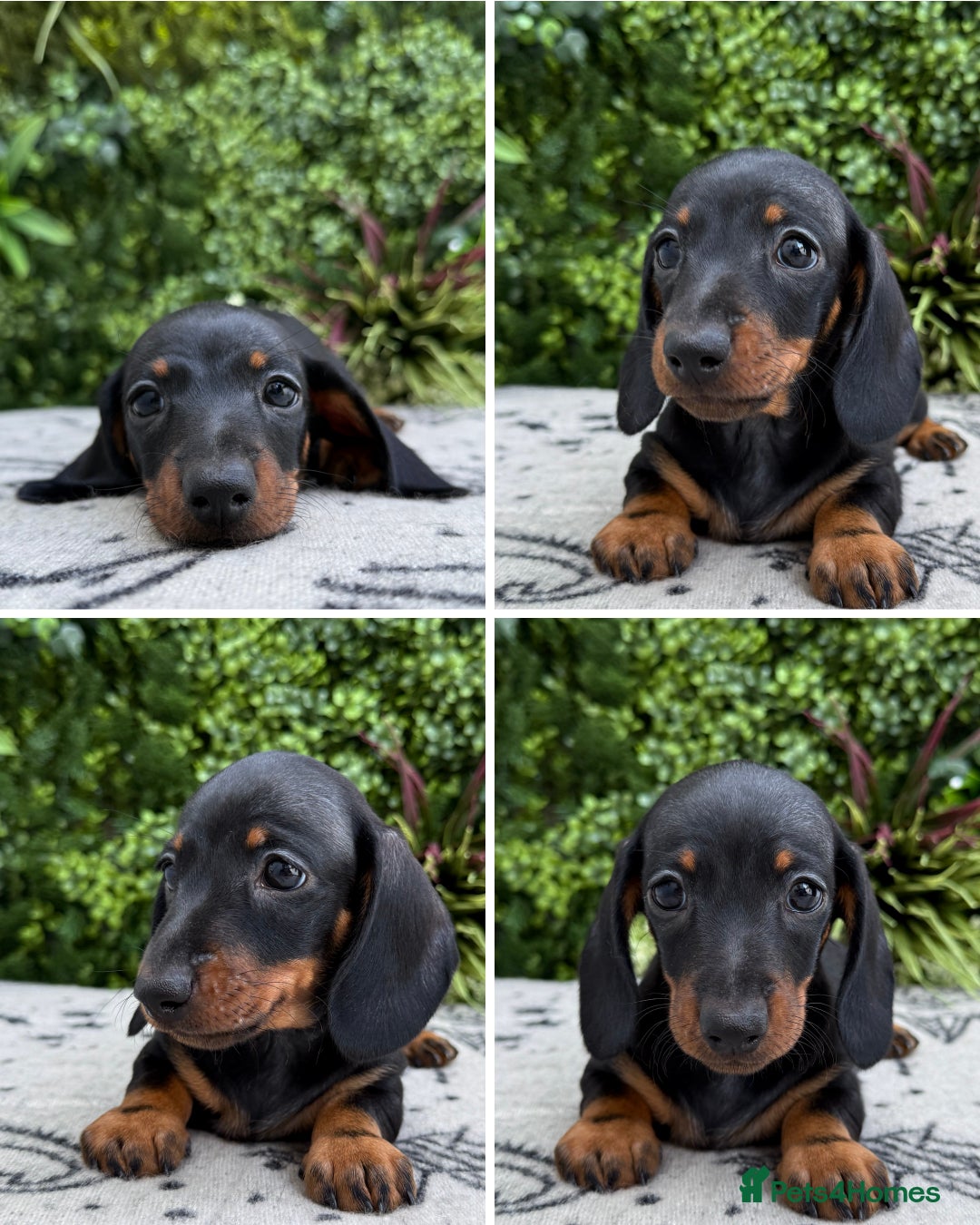 Miniature Dachshund dogs for sale: Ready for forever sofas! 3 Stunning KC reg puppies - Image 11