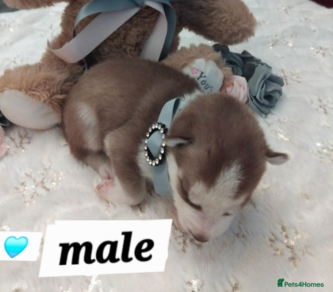 Siberian Husky dogs for sale: Siberian Husky puppies - Advert 10