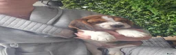 Bocker dogs for sale: Bocker puppies luking new home  in Boston - Advert 6