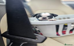 Pug dogs for sale: For sale  - Image 16