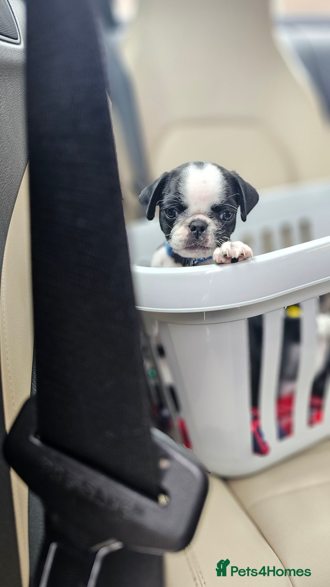 Pug dogs for sale: For sale  - Image 16