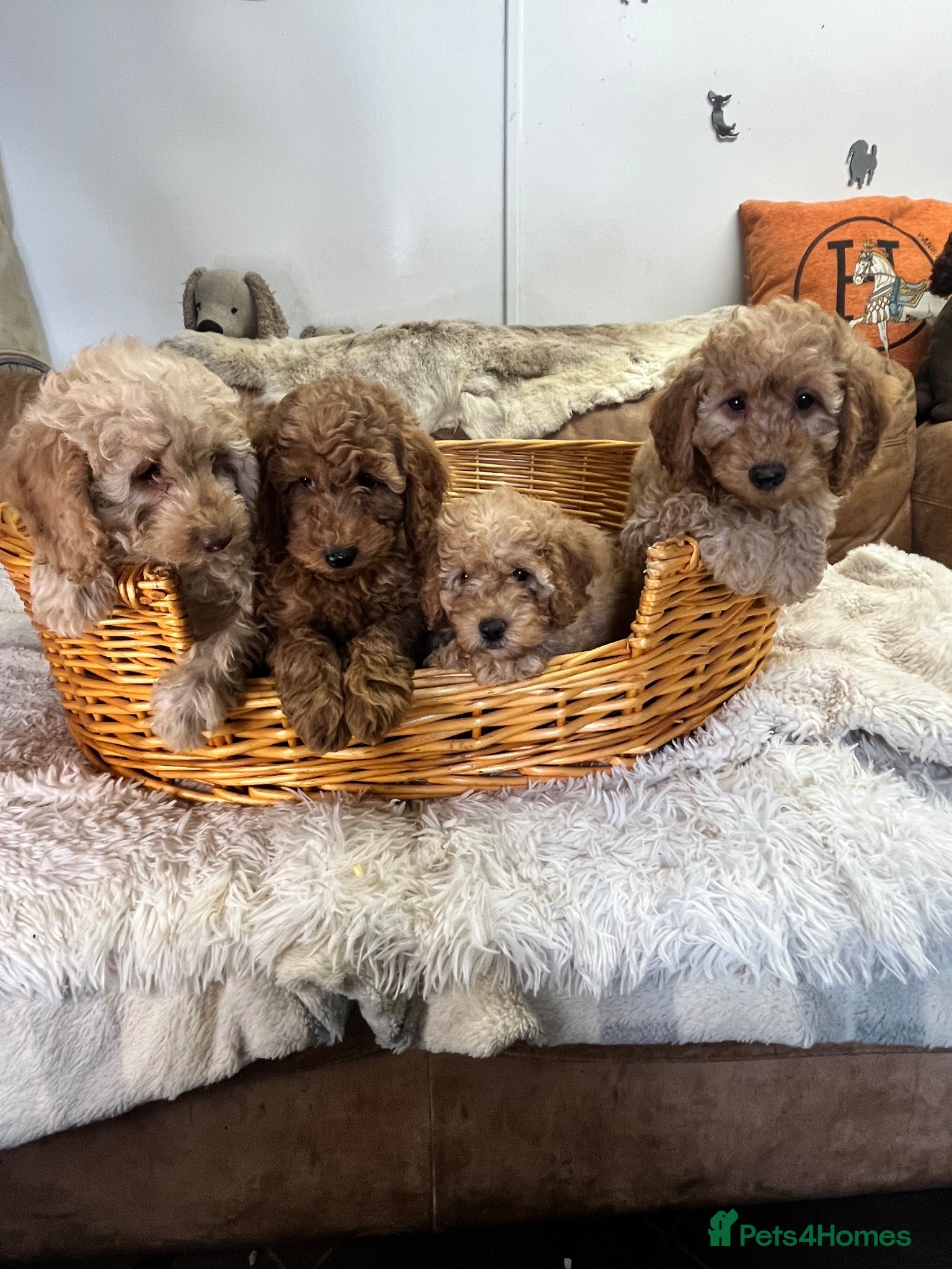 Miniature Poodle dogs stunningly fluffly fluff balls - Advert 1