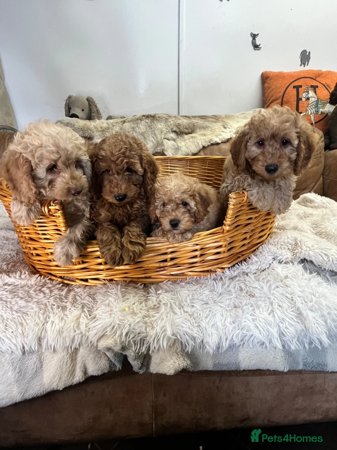 Miniature Poodle dogs for sale: stunningly fluffly fluff balls - Advert 1